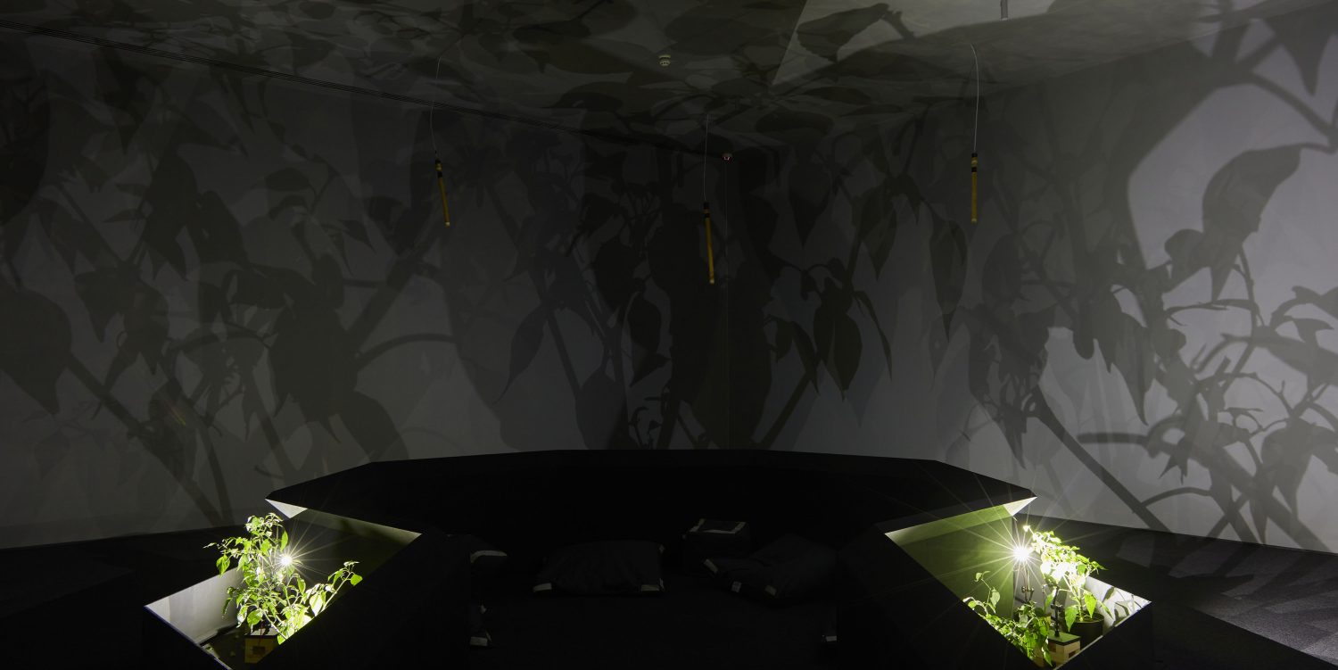 An installation by Nguyễn Trinh Thi where chilli plants are projected onto the walls and ceiling in a dark room. There is a viewing platform in the middle of the room for people to look at the installation.