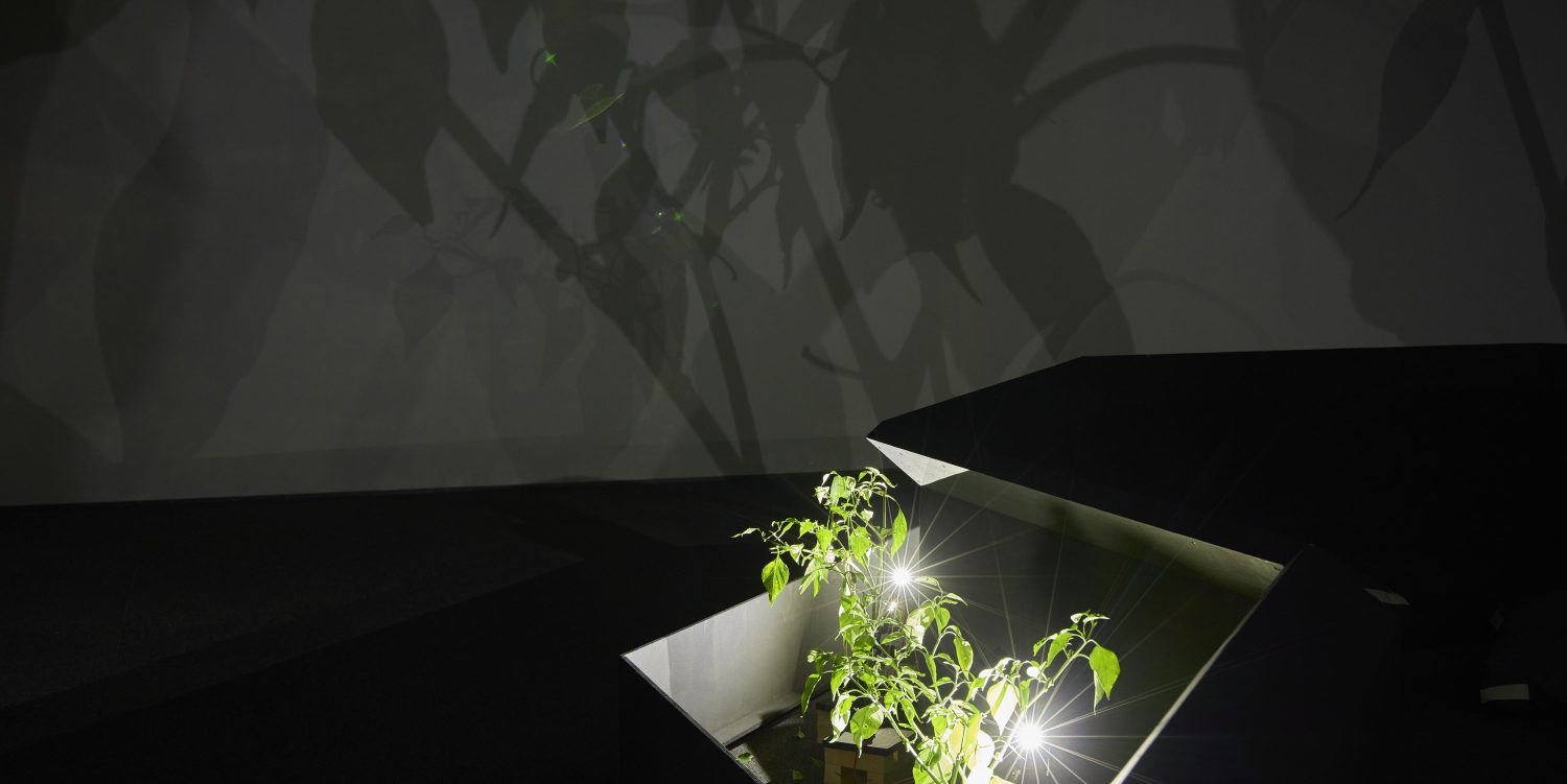 Green chilli plants can be seen projected onto walls in a dark room as part of an installation by artist Nguyễn Trinh Thi.